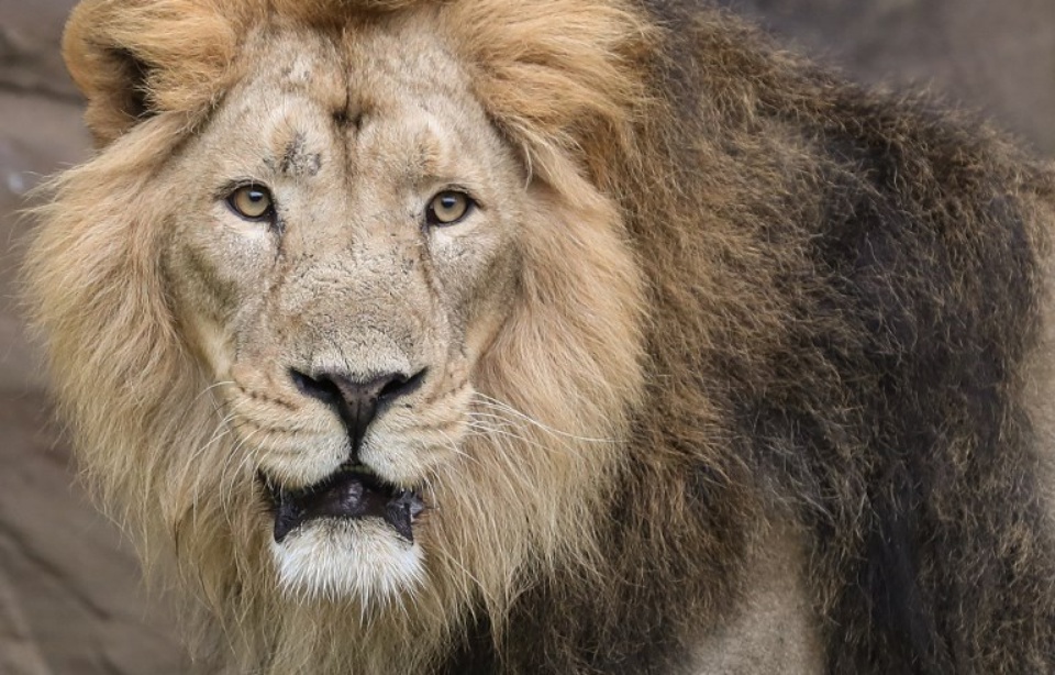 Un lion tue une jeune Américaine qui travaillait dans un parc zoologique 960x614_lion-tue-americain-22-ans-dimanche-30-decembre-parc-zoologique-burlington-caroline-nord