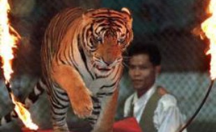 Les conditions de détention des animaux de cirque sont dénoncées par certaines associations