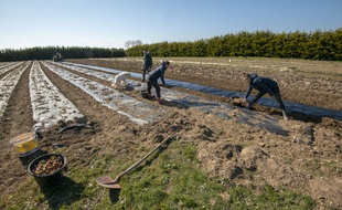 C'est la période du plantage des oignons chez ce maraîcher bio de Belle-Ile-en-Mer, dans le Morbihan (illustration).