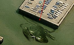 Un crabe géant aurait été identifié en Angleterre