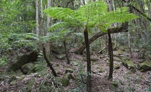 La fougère Cyathae, espèce « en danger critique » en Guadeloupe.