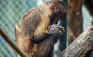 Le zoo du parc de la Tête d'Or de Lyon a recensé 11 naissances en 2014 dont un capucin à poitrine jaune.