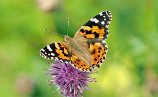 Un papillon dans la nature (illustration).