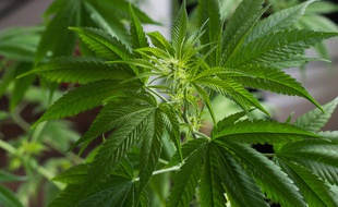 Illustration de plants de cannabis.
