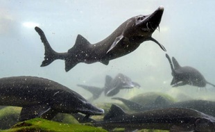 Fait unique en Suisse, 35.000 esturgeons de Sibérie barbotent dans une eau chaude naturelle des Alpes, déversée dans 2.700 m3 de bassins près du village de Frutigen, où est produit un caviar revendu en moyenne 3.000 francs suisses (2.500 euros) le kilogramme.