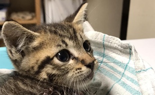 Le chaton blessé et recueilli par un vétérinaire est décédé
