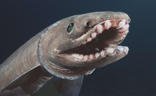 Le requin-lézard possède 300 dents.