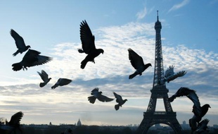 Des pigeons prennet leur envol dans Paris non loin de la Tour Eiffel, le 3 avril 2016