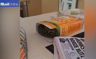 Capture d'écran d'une vidéo du «Daily Mail» montrant un serpent caché dans une boîte de céréales, à Sydney.