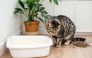 Pourquoi un chat peut soudain refuser sa litière, même parfaitement propre