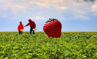 Illustration fraise.