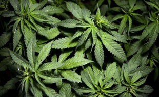Des plants de cannabis dans un laboratoire de Sabaneta, près de Medellin, en Colombie, le 7 mai 2015