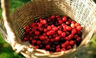 Des cerises d'Itxassou le 19 mai 2014