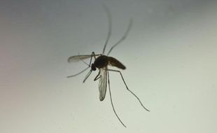 Lâcher des moustiques génétiquement modifiés dans la nature pour combattre la propagation du paludisme, du Zika et d'autres infections transmises par ces insectes, est prématurée