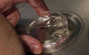 Illustration de la recherche scientifique sur les embryons.