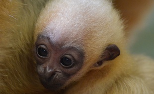 Un bébé Gibbon est né en décembre au parc de la Tête d'Or à Lyon.