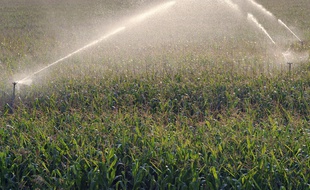 L'atrazine est notamment est utilisé pour désherber les champs de maïs. (Photo illustration).