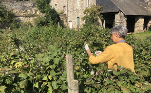 A Vitré, les membres de l'association Tous au verger s'invitent chez des particuliers pour cueillir des fruits non ramassés.