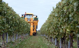 Une vendangeuse en action dans un vignoble près du village de Vilexavier, en Charente-Maritime, le 15 octobre 2014