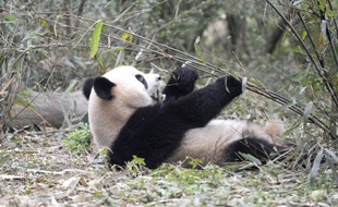 Le zoo français de Beauval (centre) a signé samedi à Pékin avec l'Association chinoise des jardins zoologiques un accord pour recevoir un couple de pandas géants pendant dix ans.