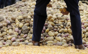 Le groupe de chimie allemand BASF a annoncé lundi avoir demandé l'autorisation européenne de cultiver à des fins commerciales la première pomme de terre génétiquement modifiée (OGM) destinée avant tout à l'alimentation humaine, baptisée Fortuna.