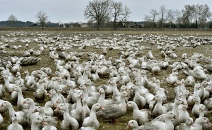 Des canards, plein de canards, en 2017 en France.