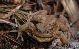 Un crapaud