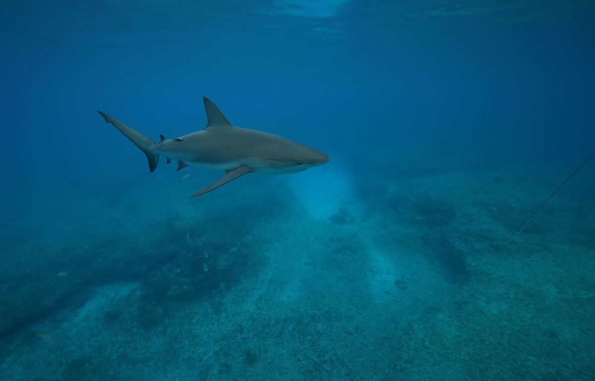 Costa Rica : Un biologiste marin attaqué par le requin qu'il était en train de « marquer »