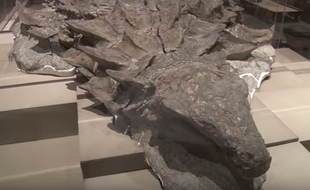 110 millions d’années après sa mort, un dinosaure fossilisé découvert en 2011 au Canada fascine les spécialistes par la qualité de sa conservation. Il est exposé en mai 2017 au Royal Tyrell Museum.
