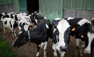La ferme-usine doit accueillir 1.200 bovins dans la Vienne.
