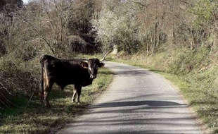 26 bovins, en état de sous-nutrition grave, ont été retirés à leur éleveur à Roullens, dans l'Aude.