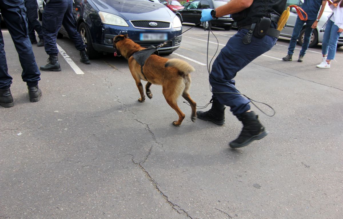 Un chien policier trouve 13 kg de cannabis pendant sa pause pipi