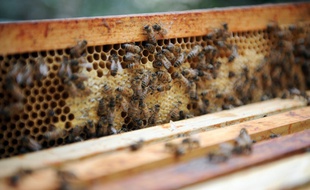 Une ruche de 40.000 abeilles installée en Ile-de-France (image d'illustration).
