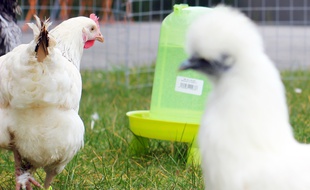 Les poules font leur retour dans les jardins, notamment dans les zones urbaines.