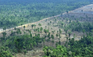 Greenpeace a affirmé mardi que l'ambitieux programme de lutte contre la déforestation lancé par l'Indonésie avec le soutien financier de la Norvège était menacé d'être "pris en otage" par les producteurs d'huile de palme et de bois.