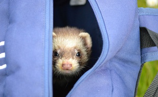Illustration d'un furet.