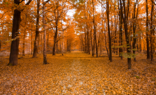 Illustration : Une forêt en automne.