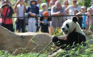 Comme n'importe quel jeune couple commençant leur vie commune, Huan Huan et Yuan Zi se sont installés dans une nouvelle maison, vaquent à leurs occupations et auront peut-être bientôt un bébé.