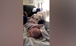 Un chien borde un bébé