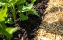 Votre jardin souffre de la chaleur ? Le secret des jardiniers pro pour garder un sol humide pendant la canicule