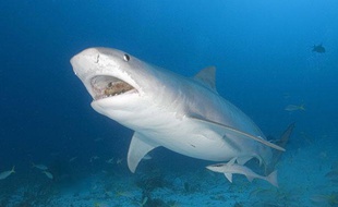 Un requin tigre au large des Bahamas, le 3 novembre 2010.