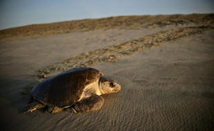 Une tortue de mer (Lepidochelys olivacea) arrive pour pondre à l'aube sur la plage de Morro de Ayuta, dans l'Etat mexicain de Oaxaca, le 11 septembre 2015