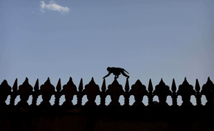 Un singe se balade sur la corniche d'un bâtiment au Taj Mahal, en Inde (illustration).