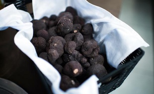 Illustration de champignons, des truffes noires.