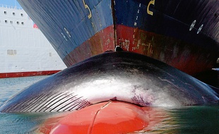 En 2012, une baleine a été percutée par un cargo de la CMA-CGM.