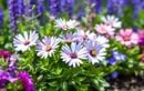 Il est encore temps de planter ou tailler ces vivaces incontournables pour booster la couleur de vos bordures tout l’été