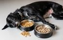 Changer souvent de croquettes : quels dangers pour la santé digestive de votre chien ?