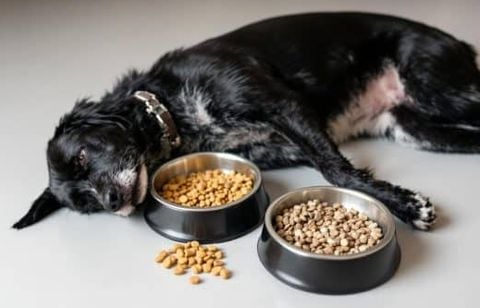 Changer souvent de croquettes : quels dangers pour la santé digestive de votre chien ?