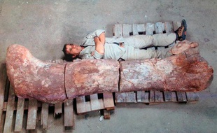 Un archéologue pose devant le fémur du dinosaure de plus de 100 tonnes dont le squelette vient d'être mis à jour en Argentine.