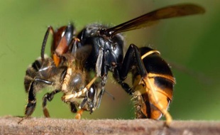Le frelon asiatique, malgré son classement en espèce "nuisible" fin 2012 et un plan de lutte, empoisonne toujours la vie des apiculteurs qui ont réclamé jeudi des mesures renforcées contre ce prédateur d'abeilles.